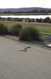 Seville Grove resident Neil McLagan spotted at this snake at Champion Lakes on Tuesday.     Photograph — Neil McLagan.