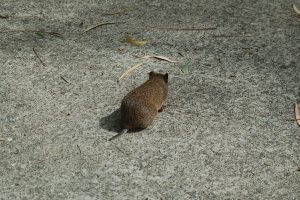 A bandicoot escapes the blaze. Photograph - Hamish Hastie.