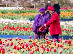 Helen Pigdon and Barbara Best enjoy the tulips during Araluen’s springtime festival. Photograph — Matt Devlin.