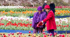 Helen Pigdon and Barbara Best enjoy the tulips during Araluen’s springtime festival. Photograph — Matt Devlin.