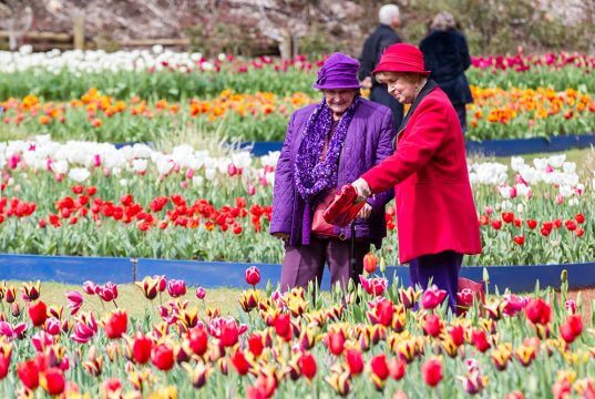 Helen Pigdon and Barbara Best enjoy the tulips during Araluen’s springtime festival. Photograph — Matt Devlin.