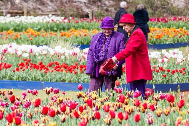 Helen Pigdon and Barbara Best enjoy the tulips during Araluen’s springtime festival. Photograph — Matt Devlin.