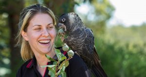 Kaarakin black cockatoo conservation centre avian management officer Rachel Riley with one of the centre’s black cockatoos. Photograph — Matt Devlin.