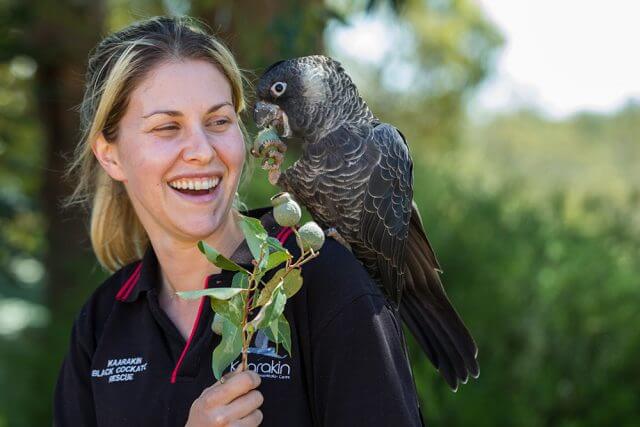 Kaarakin black cockatoo conservation centre avian management officer Rachel Riley with one of the centre’s black cockatoos. Photograph — Matt Devlin.