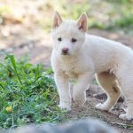 GOS-dingo-pups-2