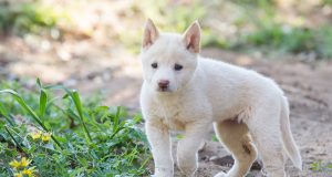 Puppy at play. Photographs — Matt Devlin.