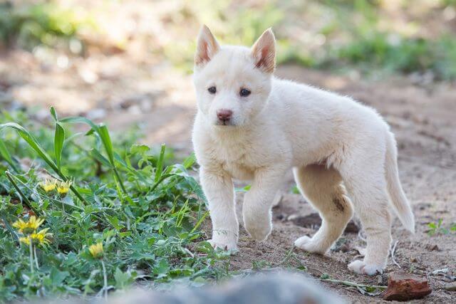 Puppy at play. Photographs — Matt Devlin.