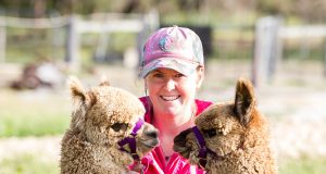 Banksia park alpaca stud manager Sophie Jackson has been raising alpacas with her family since she was two years old. Photograph — Matt Devlin.