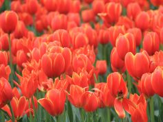 Tulips in bloom at Araluen botanic park, which faces an uncertain future. Photograph - Robyn Molloy.