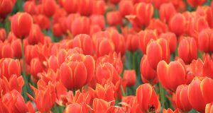 Tulips in bloom at Araluen botanic park, which faces an uncertain future. Photograph - Robyn Molloy.