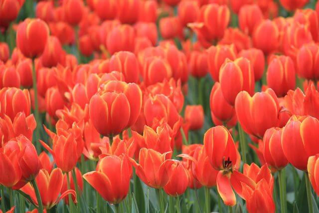 Tulips in bloom at Araluen botanic park, which faces an uncertain future. Photograph - Robyn Molloy.