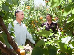 Member for Armadale Tony Buti and Roleystone fruit grower and hill orchard improvement group spokesman Brett Del Simone are worried the sale of market city will jeopardise the future of the fresh produce industry in Perth. Photograph — Matt Devlin.