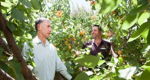 Member for Armadale Tony Buti and Roleystone fruit grower and hill orchard improvement group spokesman Brett Del Simone are worried the sale of market city will jeopardise the future of the fresh produce industry in Perth. Photograph — Matt Devlin.