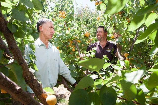 ARM-Market-city-2 Member for Armadale Tony Buti and Roleystone fruit grower and hill orchard improvement group spokesman Brett Del Simone are worried the sale of market city will jeopardise the future of the fresh produce industry in Perth. Photograph — Matt Devlin.
