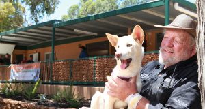 Bill Dewhurst with one of the dingoes at the newly opened education facility in Kaarakin black cockatoo conservation centre. Photograph — Matt Devlin.