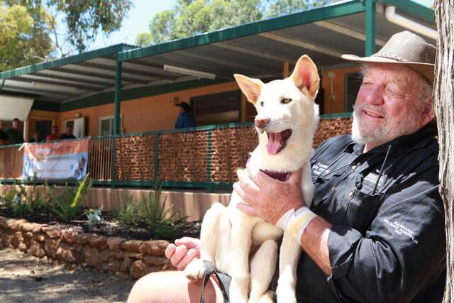 Bill Dewhurst with one of the dingoes at the newly opened education facility in Kaarakin black cockatoo conservation centre. Photograph — Matt Devlin.