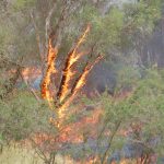 ARM-Forrestdale-Fire-4