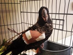 Sweetie spent a year in rehabilitation at the centre after being shot. Photograph — Kaarakin Black Cockatoo Conservation Centre.
