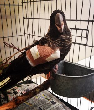 Sweetie spent a year in rehabilitation at the centre after being shot. Photograph — Kaarakin Black Cockatoo Conservation Centre.