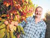 Roleystone grower Andrew Marchetti relies on the work of backpackers because of the seasonal nature of fruit picking. Photograph — Matt Devlin.