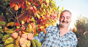 Roleystone grower Andrew Marchetti relies on the work of backpackers because of the seasonal nature of fruit picking. Photograph — Matt Devlin.
