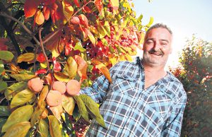 Roleystone grower Andrew Marchetti relies on the work of backpackers because of the seasonal nature of fruit picking. Photograph — Matt Devlin.