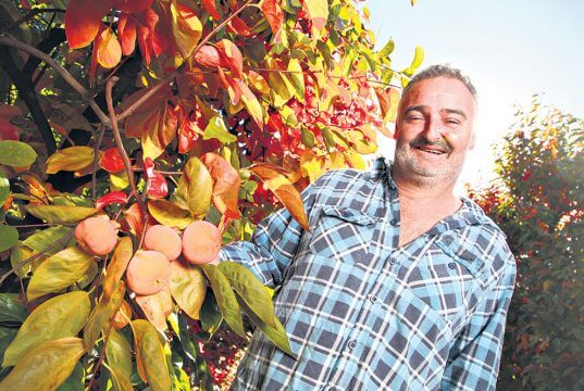 Roleystone grower Andrew Marchetti relies on the work of backpackers because of the seasonal nature of fruit picking. Photograph — Matt Devlin.