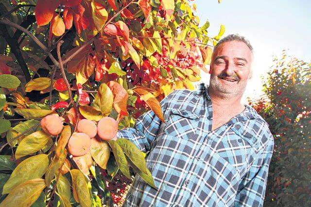 Roleystone grower Andrew Marchetti relies on the work of backpackers because of the seasonal nature of fruit picking. Photograph — Matt Devlin.