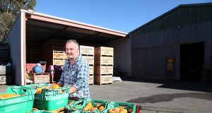 Roleystone grower Andrew Marchetti relies on backpackers during harvest season. Photograph — Matt Devlin.