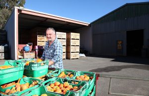 Roleystone grower Andrew Marchetti relies on backpackers during harvest season. Photograph — Matt Devlin.