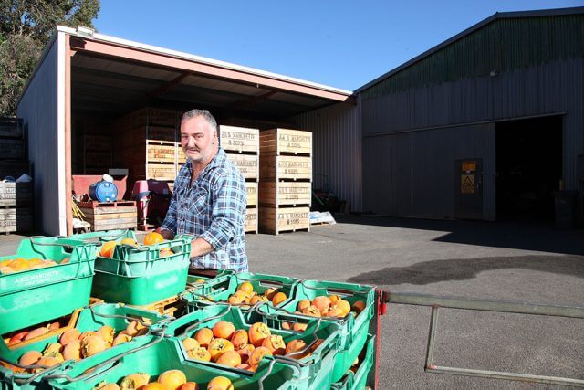 Roleystone grower Andrew Marchetti relies on backpackers during harvest season. Photograph — Matt Devlin.