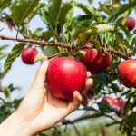 woman hand picking an apple