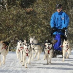 ARM-Sled-dogs