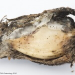 Sclerotium cepivorum