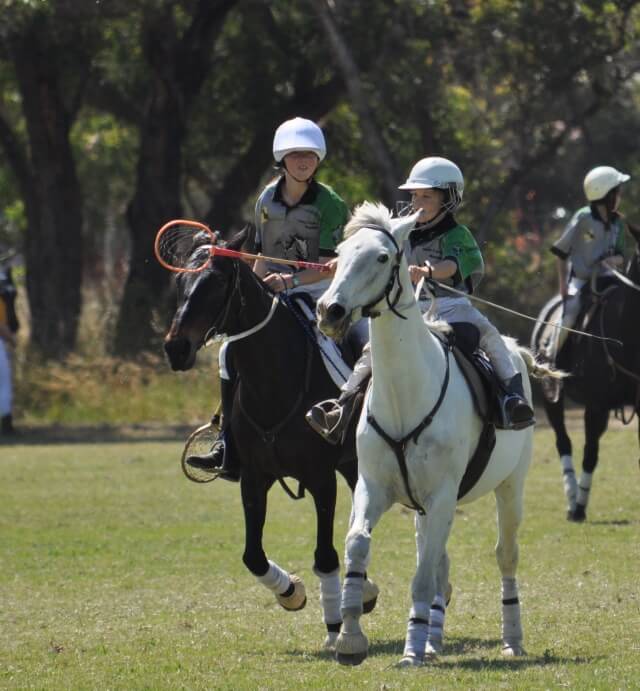 SJ Horses 3