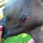 ARM Dog warning  WEB