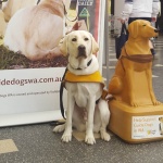 ARM Guide dog theft  WEB