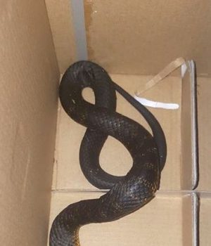 ARM snake 2