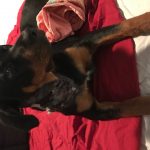 ARM Dog attack 6