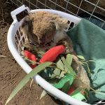 SJ Kangaroo Island fundraiser 5