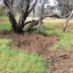 ARM Feral pigs 2