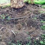 ARM Feral pigs 3