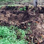 ARM Feral pigs 4