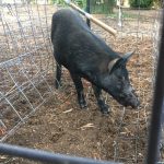ARM Feral pigs 5