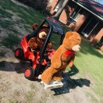 Forklift bear display