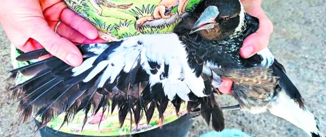 GOS Magpies1_CP