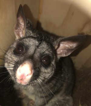 SJ_Lostpossum