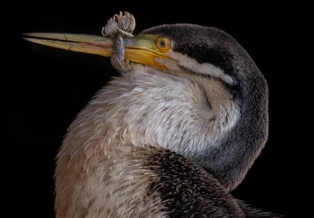 CAN Bird safety 1