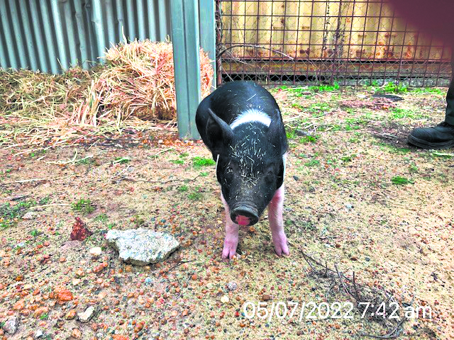 ARM Lost Pig 1_CP Pig