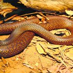SJ Snakes 1_CP